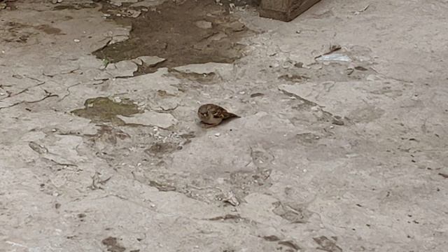 Воробей