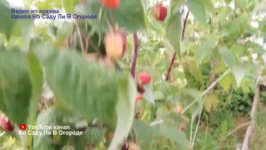 Чтобы малины было много, обязательно сделайте это в начале лета!