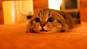 Вислоухий котик на охоте