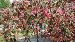 Яблоня декоративная Роял Бьюти штамб (malus) ? обзор: как сажать, саженцы яблони Роял Бьюти штамб