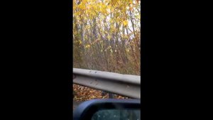 Собака бежит за хозяином.?