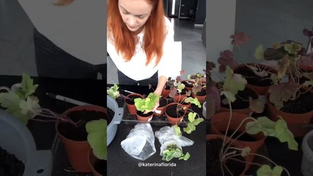 Растения по почте. Что с ними делать дальше?