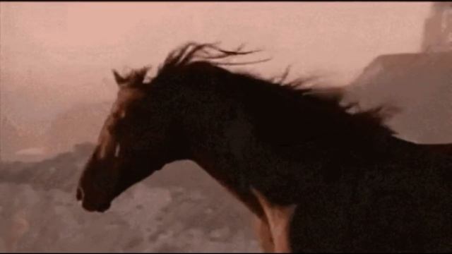 Почему животные не устают спать стоя. смотреть онлайн