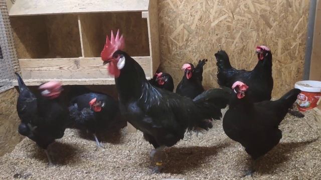 Барбезьё смотреть онлайн