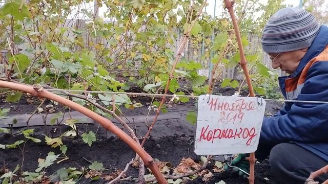 Обрезка кустов на веерную усиленую формировку и обрезка на рожки
