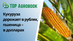 Кукуруза дорожает в рублях, пшеница – в долларах  | TOP Agrobook: обзор аграрных новостей