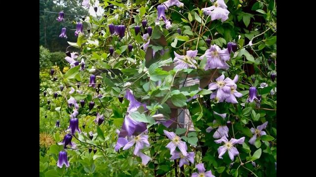 КЛЕМАТИС, или ЛОМОНОС (CLEMATIS) сем. Лютиковые смотреть онлайн