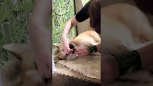 как чистить зубки собаке