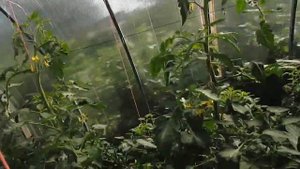 Капельный полив из бочки