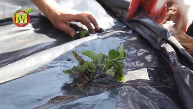 Мульчирование ЗЕМЛЯНИКИ САДОВОЙ в 2021 году смотреть онлайн