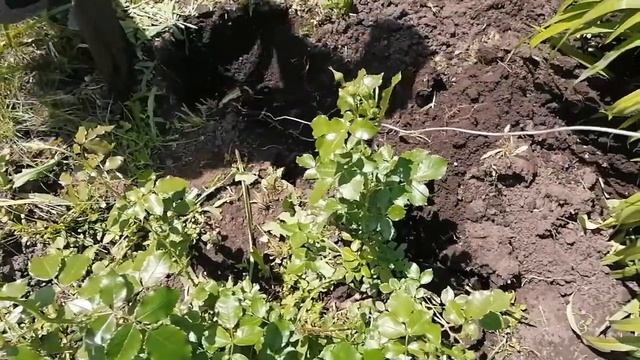 Как поймать крота на крючок ? смотреть онлайн