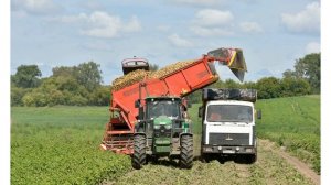 Сорт картофеля «Водар»