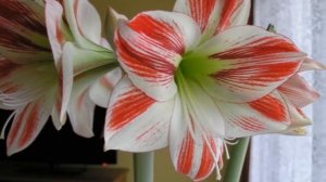 Гиппеаструм не цветет. Как заставить цвести гиппеаструм. Исправляем ошибки в уходе