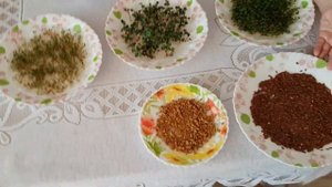 ПРОРАЩИВАНИЕ СЕМЯН ДЛЯ ЕДЫ.
