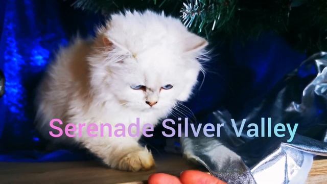 ❄️Пушинка❄️Длинношерстная кошечка котенок. Британская шиншилла  из питомника SERENADE SILVER VALLEY