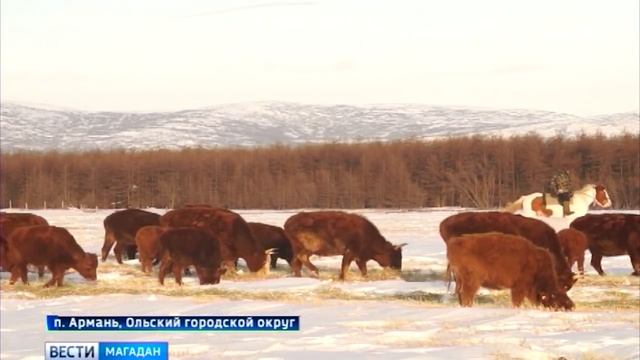 На Колыме вывели морозоустойчивую породу коров смотреть онлайн