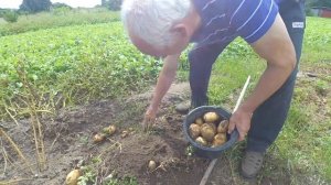 Картофель скарб и журавинка.  Контрольный коп.