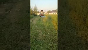 мтз окашивание участка. Косилка-измельчитель (мульчерная) в действии.