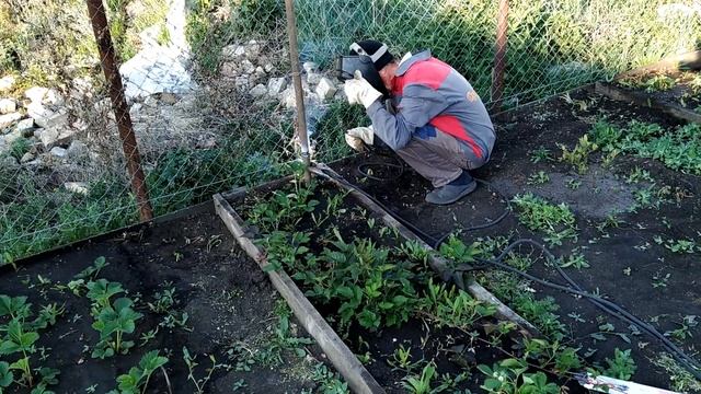 Ежевика в Башкирии | Шпалера для ежевики смотреть онлайн