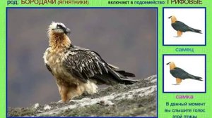 Бородач. Ягнятник. Гриф. Голоса птиц