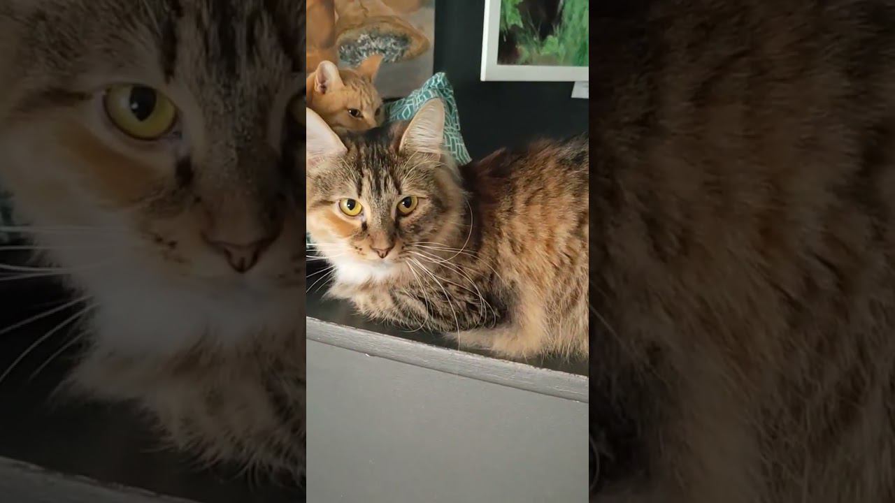 Ну красавец же Котокафе на Литейном. Санкт-Петербург. смотреть онлайн