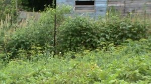 Продам дачу в Уссурийске