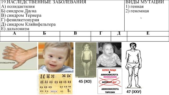 РАЗБОР ЗАДАНИЙ И ТЕСТОВ ПО ИЗМЕНЧИВОСТИ ОРГАНИЗМОВ смотреть онлайн