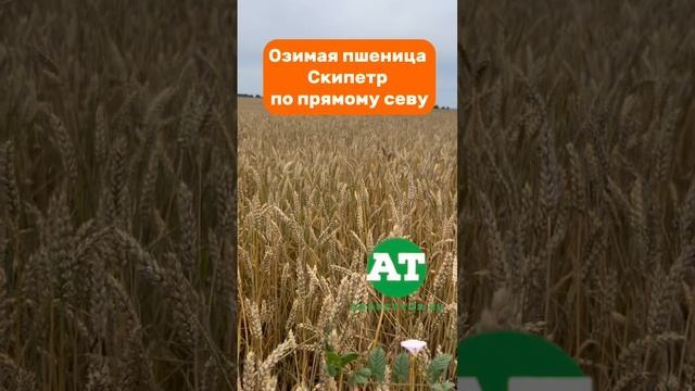 Озимая пшеница Скипетр по прямому севу #seeding #seed #notill