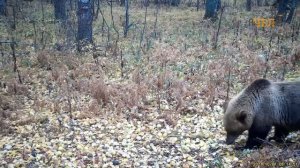 В нацпарке Таганай сняли на видео трапезу семейства бурых медведей