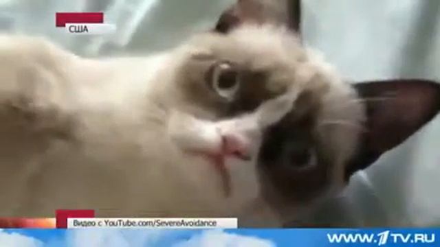 ПРИКОЛ Кот с очень недовольной мордой смотреть онлайн