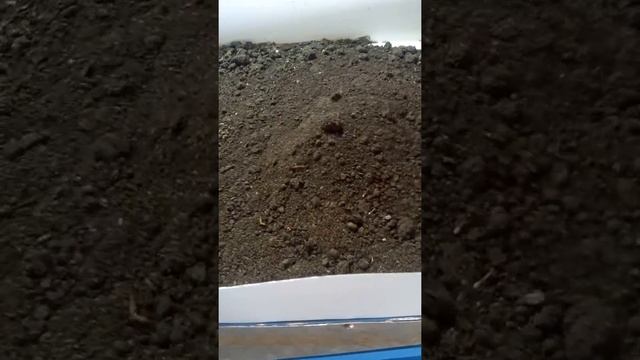 Настольное вибросито для сепарации биогумуса и отделения коконов от субстрата. смотреть онлайн