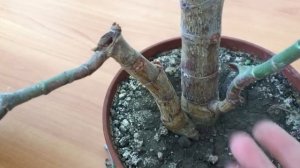 Денежное дерево заболело
