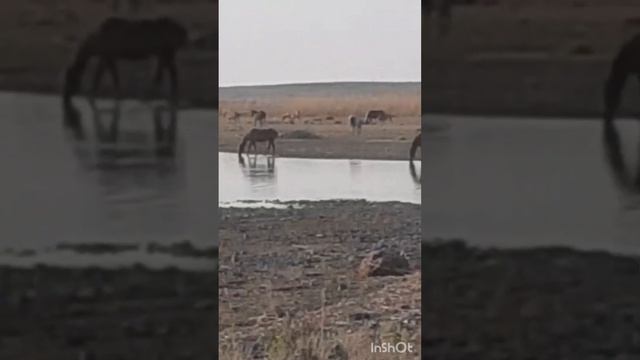 Первая ночёвка на природе.Озеро Балхаш,Улкен.