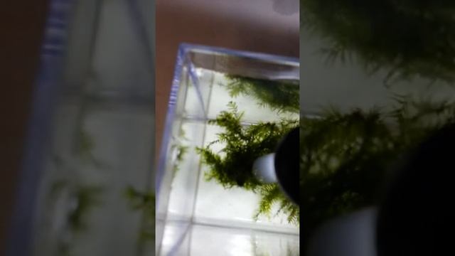 мох феникс с сюрпризом смотреть онлайн