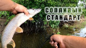 ЩУКА АТАКУЕТ КАРАСЯ РЫБАЛКА НА САМОЛОВЫ