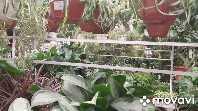 В ОБИ за декоративнолистными бегониями, обзорчик комнатных растений