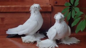 САМЫЕ КРАСИВЫЕ ГОЛУБИ 2018