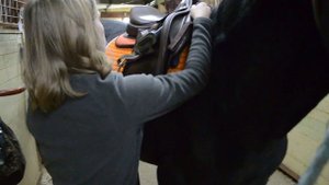 Как правильно седлать лошадь перед работой (ШВЕ Династия).