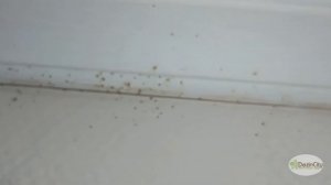 Что получится, если травить клопов самостоятельно?