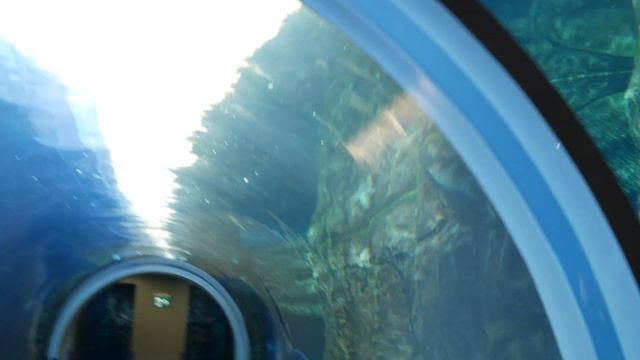 День 10. Адвент календарь 2019. ЗООПАРК, ферма, дивотные! Первые подарки на Новый Год! #Детскоевиде смотреть онлайн