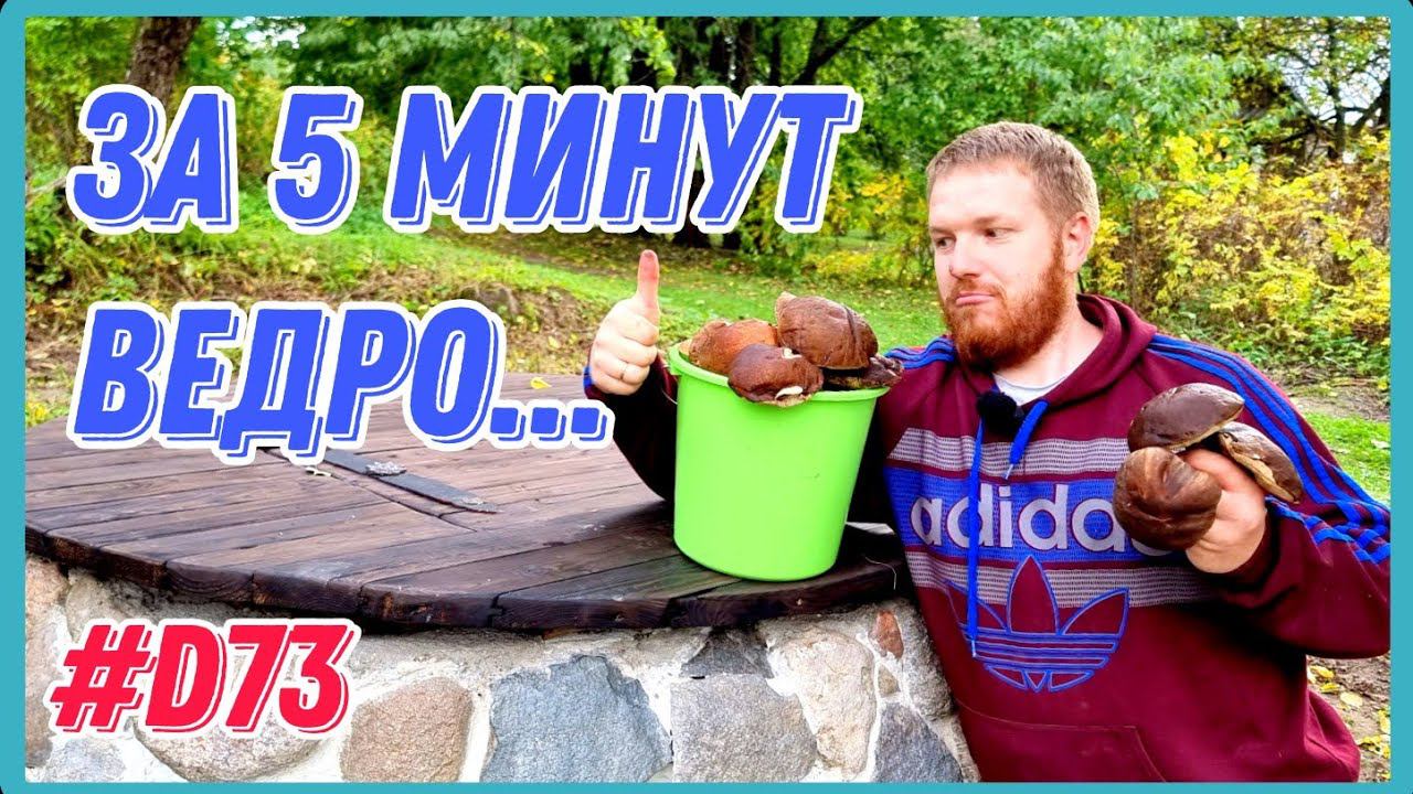 Я такого не ожидал... Пошли грибы в Беларуси, осень 2022. #хочувдеревню #хутор #грибы #тихаяохота