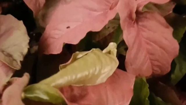 Know your Syngonium varieties.