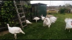 Индюки на выпасе.