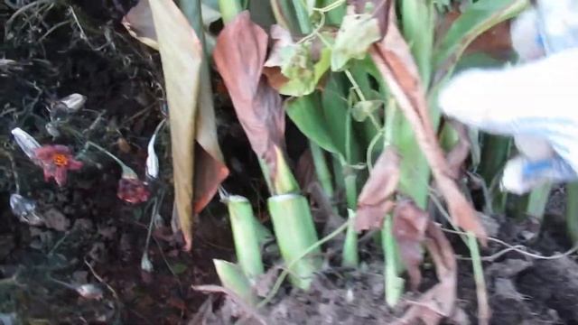 Когда выкапывать и как хранить канны после выкопки смотреть онлайн