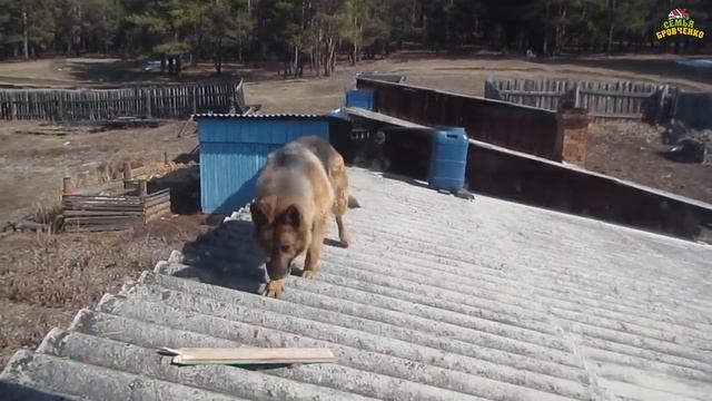 У нас в семье появился новый ОГРОМНЫЙ житель. (04.19г.) Семья Бровченко. смотреть онлайн