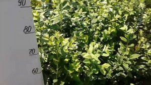 Саженцы голубики двухлетние.