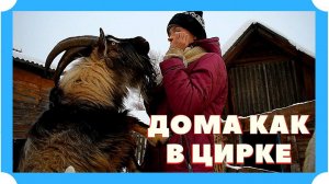 КУПИЛИ ДОМ В ДЕРЕВНЕ. КОЗЕЛ НАГЛЕЕТ, А КОЗЫ РОЖАЮТ