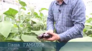 Баклажан ФАБИНА F1