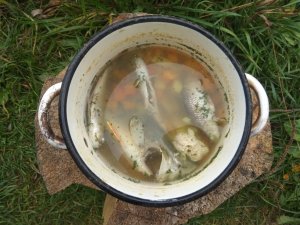 Уха из окуня и голавлей на природе
