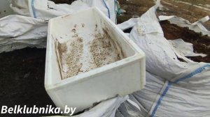 Черенкую голубику. 21.03.2023. Belklubnika.by